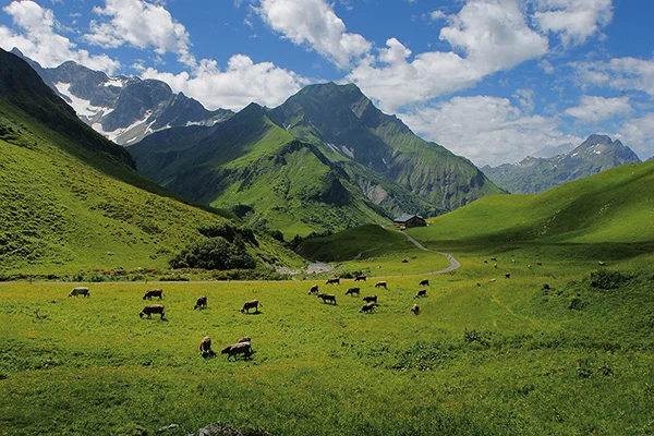 Alpe Batzen in Vorarlberg