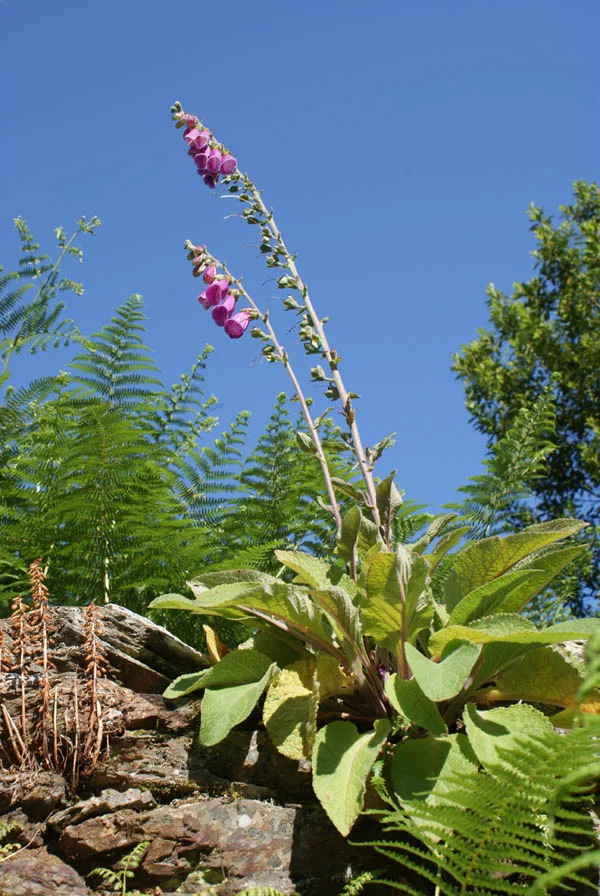 Blütenpracht am Camino