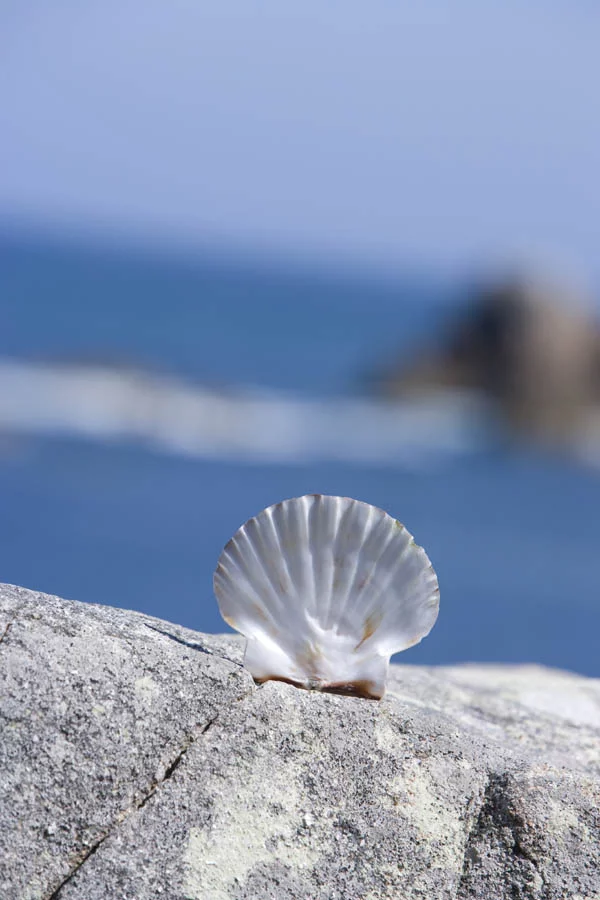 Camino Francés - Jakobsmuschel bei Finisterra