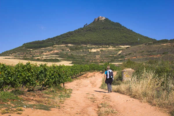 Camino Francés- Weinfelder