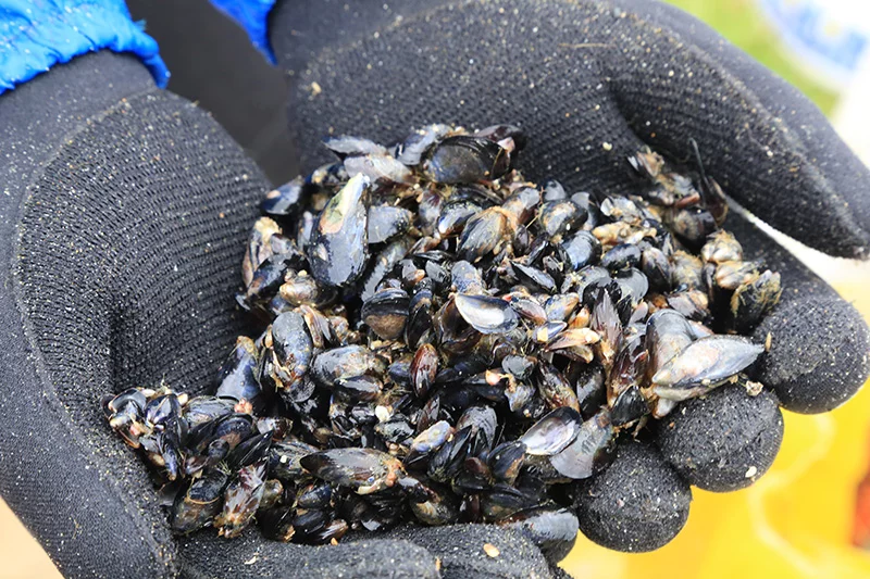 Camino Portugués Küstenroute