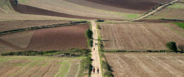 Camino durch Agrarlandschaft
