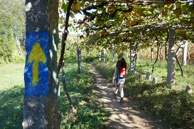 Der Camino quert zahlreiche Weinlauben auf der Route