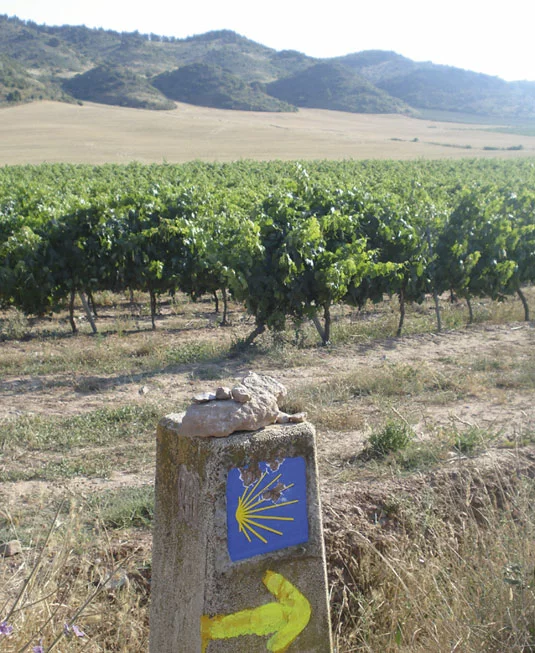 Der gelben Muschel auf der Spur