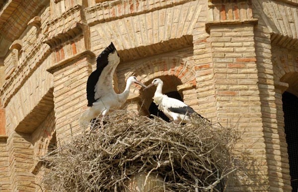 Extremadura - das Land der Störche