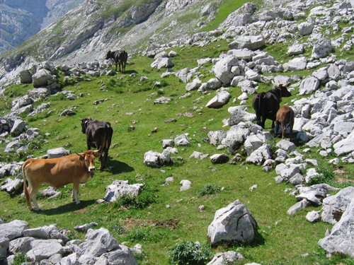 Hoch gelegene Kuhweiden