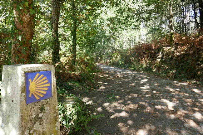 Immer wieder herrliche Waldwege