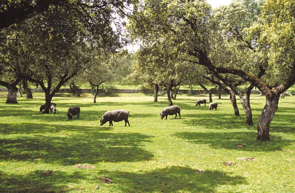 Sierra Surtentudia - Extremadura