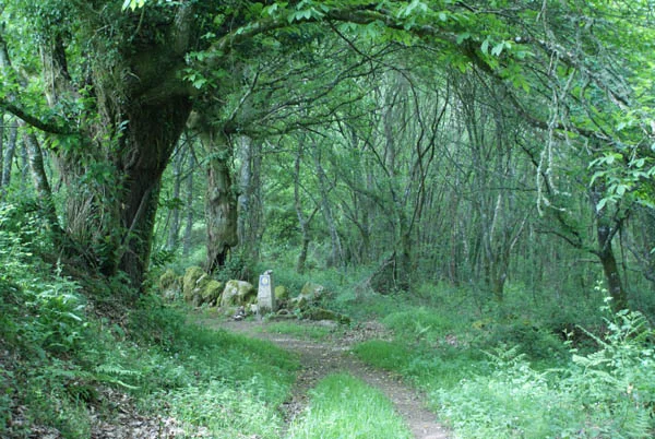 Verwunschene Wälder
